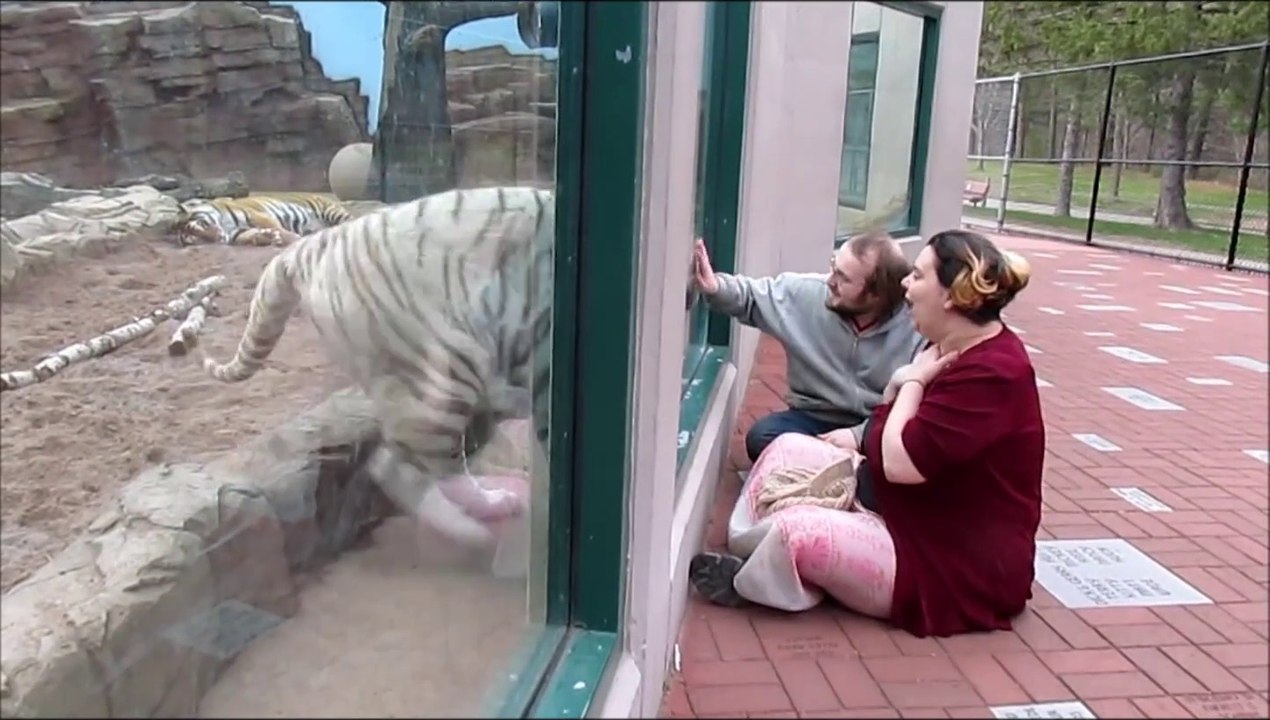 Sans la vitre ce tigre blanc aurait dévorer ces touristes