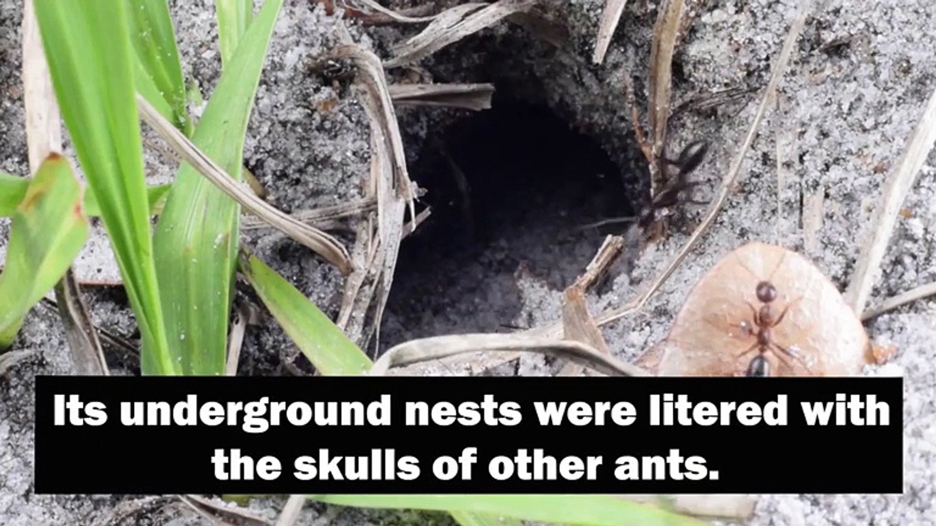 Florida Ants Decorate Nests With Ant Skulls They Kill