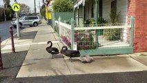Familia de cisnes cruza la carretera por el paso de peatones