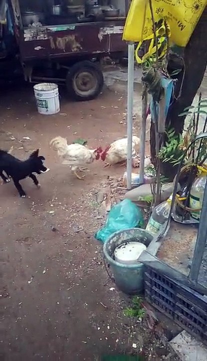 Cachorro separa briga