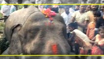 Elephant electrocuted in Assam, Local blames power department | Oneindia News