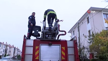 Kargadan kaçan kedi direkte mahsur kaldı