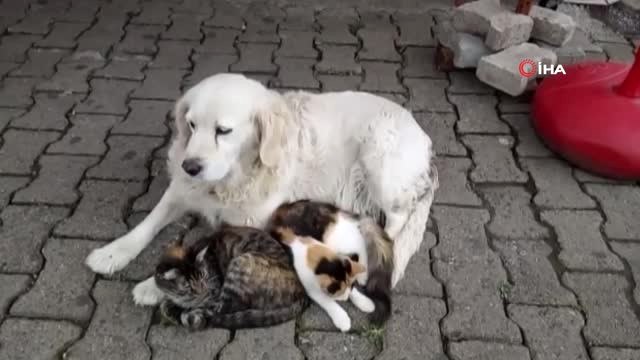 Anneleri Telef Olan Kedilere Pamuk İsimli Köpek Sahip Çıktı