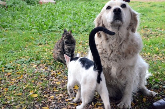Anneleri Telef Olan Kedilere Pamuk İsimli Köpek Sahip Çıktı
