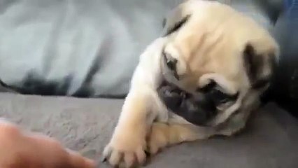 Small and cute pug puppies