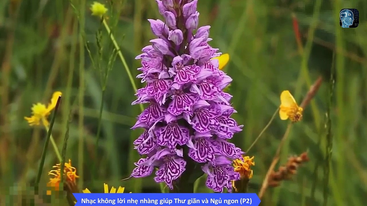 Nhạc không lời dành cho người mất ngủ - Nhạc không lời nhẹ nhàng giúp Thư giãn và Ngủ ngon