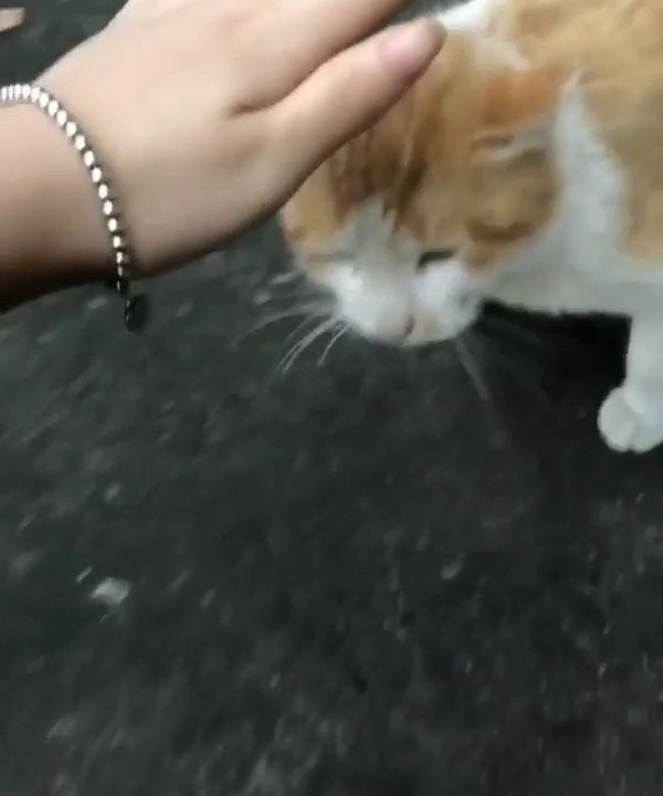 Animals also have jealousy feelings