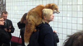 Girl rides in the Moscow metro with a fox on his shoulder