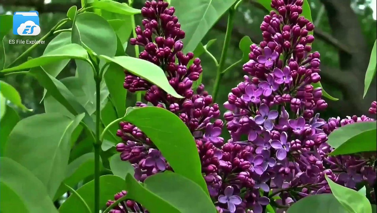 4k sample video Canon EOS 1300D 18MP Digital SLR Camera (Black) with 18-55mm ISII Lens