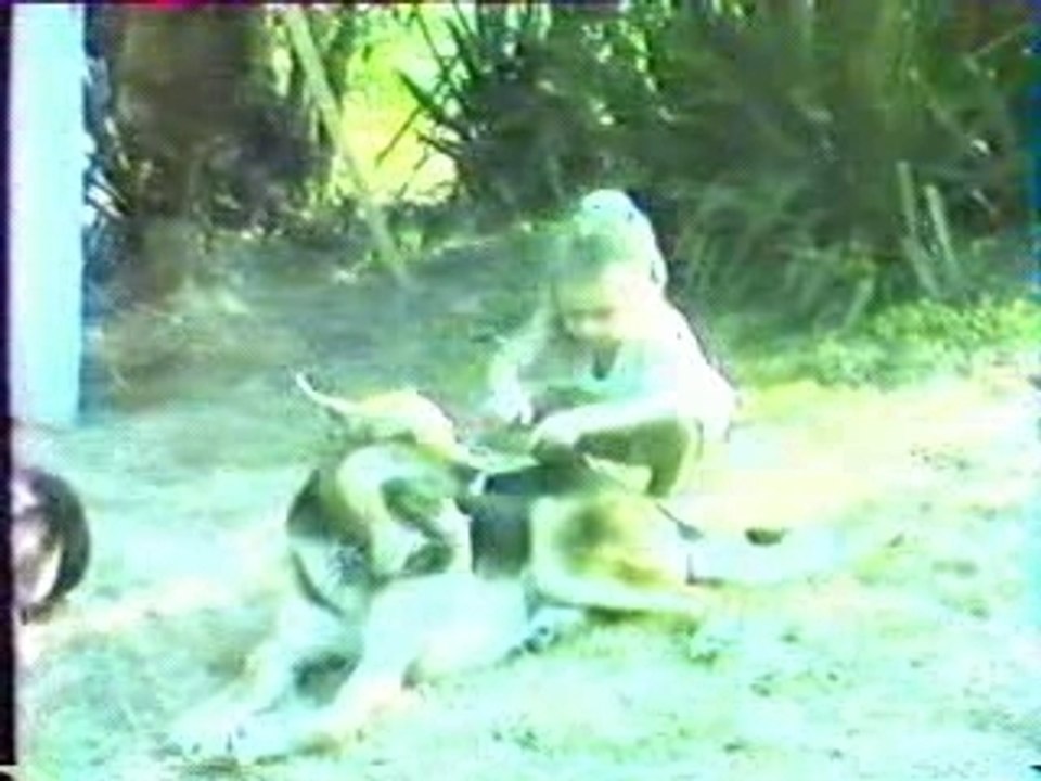 JulyBip - Brossage de chiens