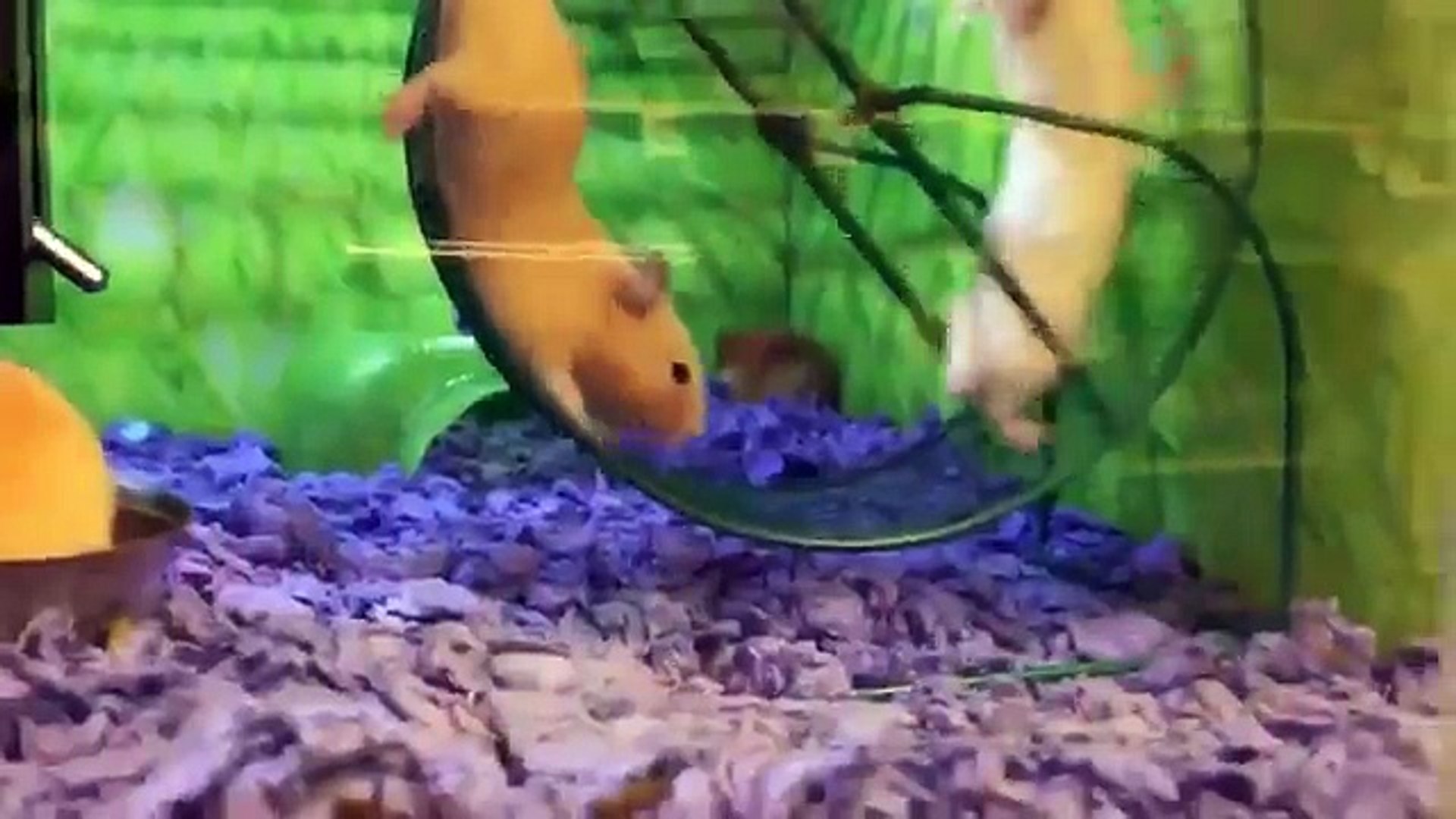⁣Funny epic pets fails compilation