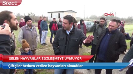 Bedava verilen hayvanları almadılar