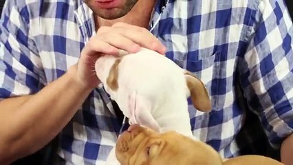 People With A Fear Of Dogs Meet Pit Bull Puppies