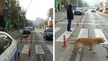 Yaya Geçidini Kullanan Köpek Kameralara Yansıdı