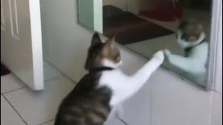 aynada kendiyle kavga eden kedi