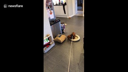 Sausage dog refuses to leave bed at walk time