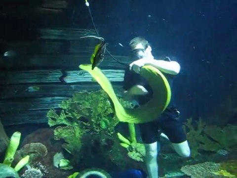 Cette murène géante vient jouer avec un plongeur... Adorable