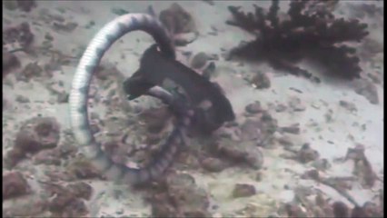 Terrible combat entre une murène et un serpent de mer
