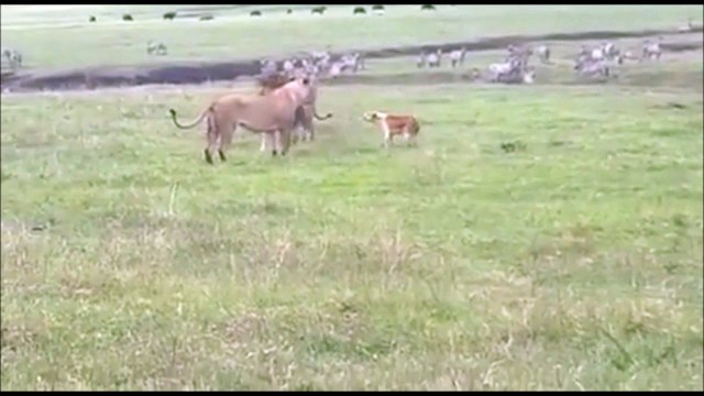 Un chien vient embêter un couple de lions... Courageux ou inconscient