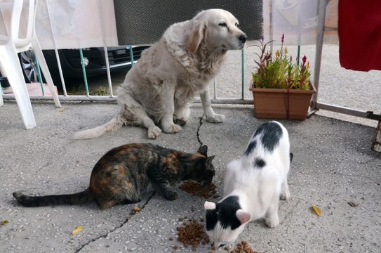 Anneleri Telef Olan Kedilere Pamuk Sahip Çıktı