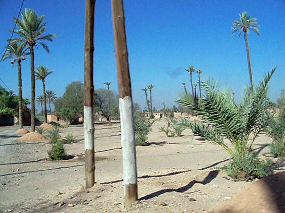 la palmeraie