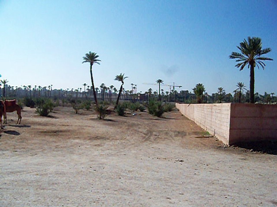 la palmeraie 2