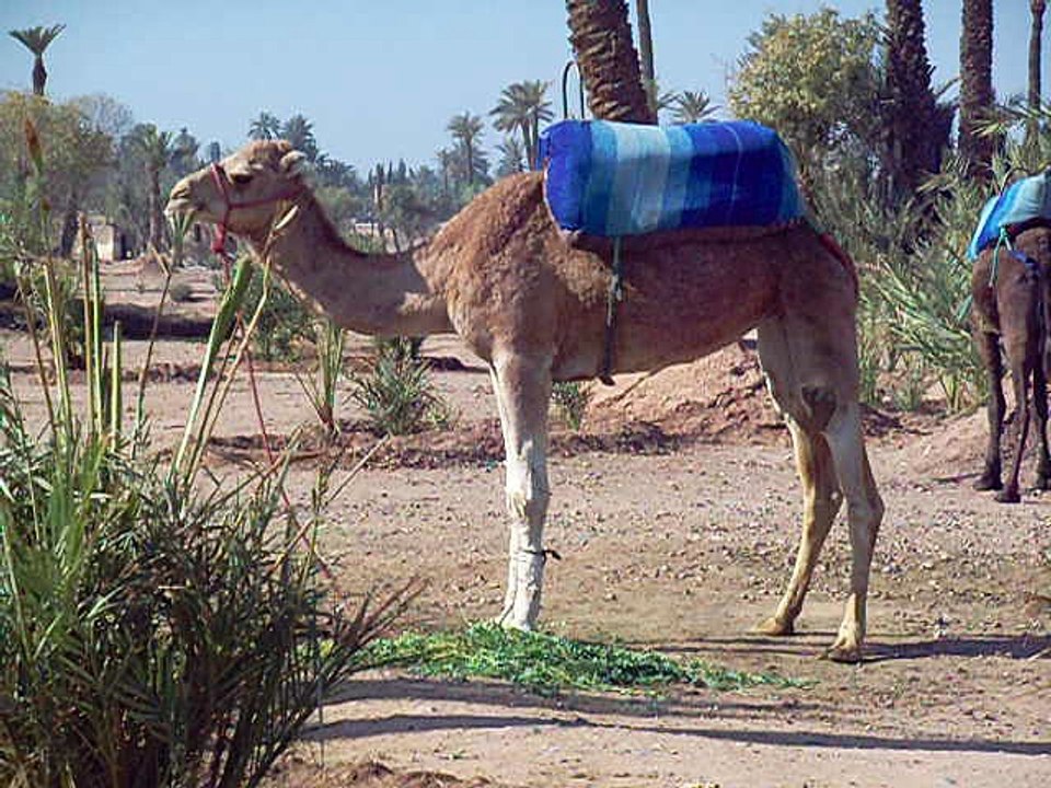 dromadaire