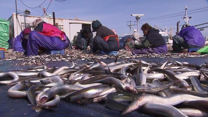 동해안 겨울철 별미 까나리·도루묵 '제철' / YTN