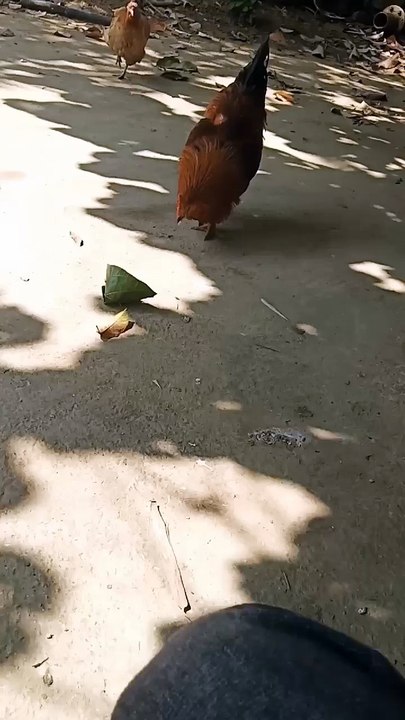 fast catch the chicken