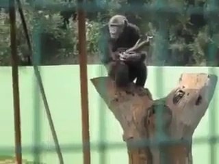 Muja peny Ka shook Nahi best funny song//tofin world
