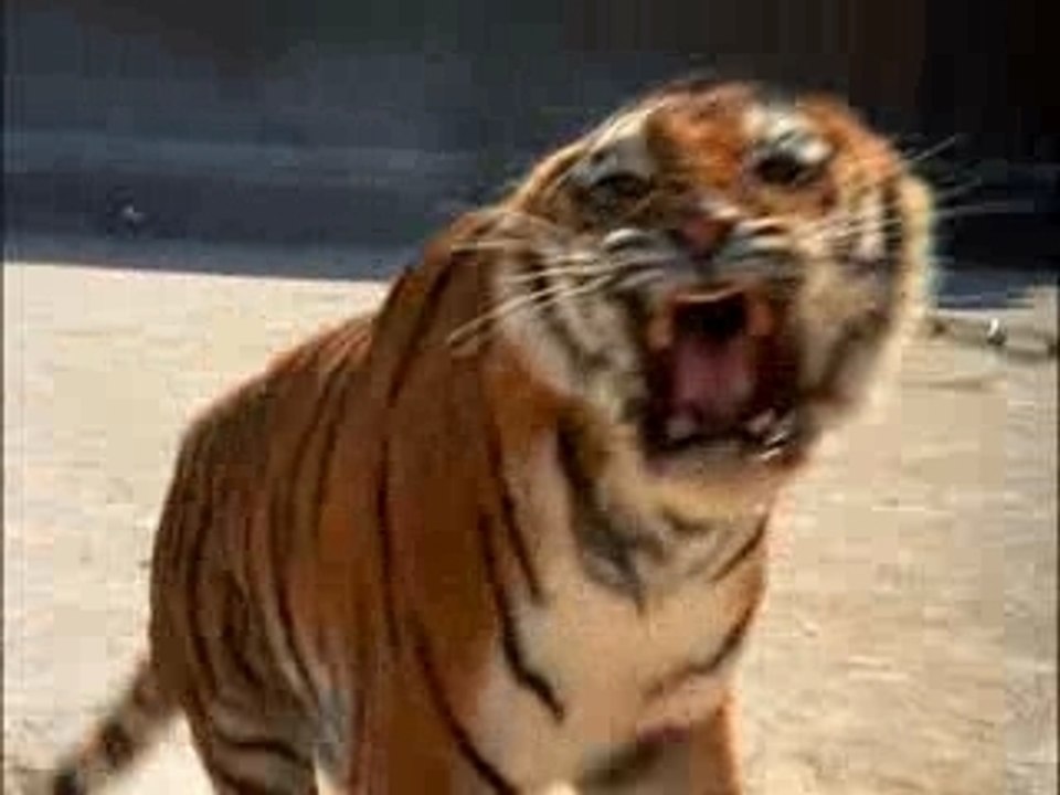 Gladiator Trailer