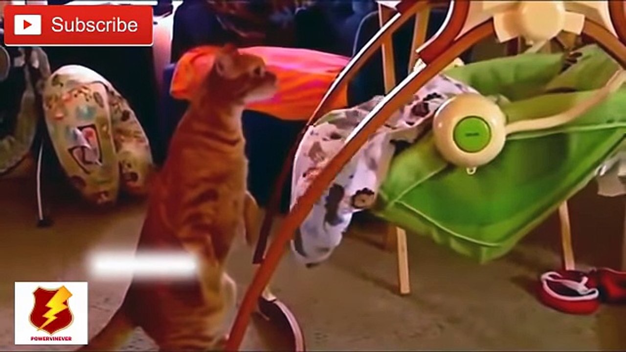ستضحك رغما عنك مهما كان مزاجك سيئ !! أتحداك الا تضحك Try Not To Laugh chalenge