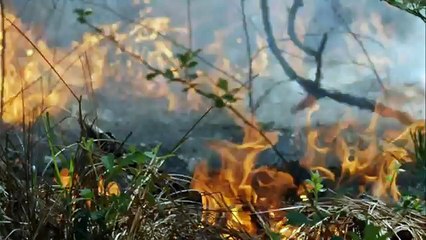 Animal Homes: Animal Cities