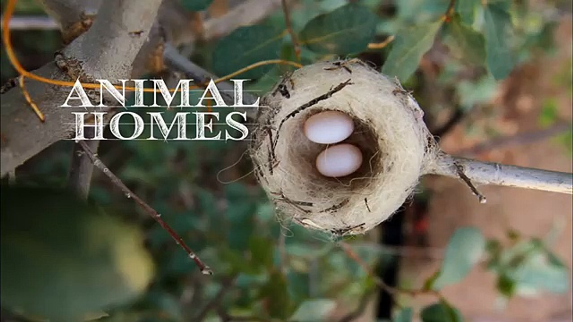 Animal Homes: Location, Location, Location - video Dailymotion