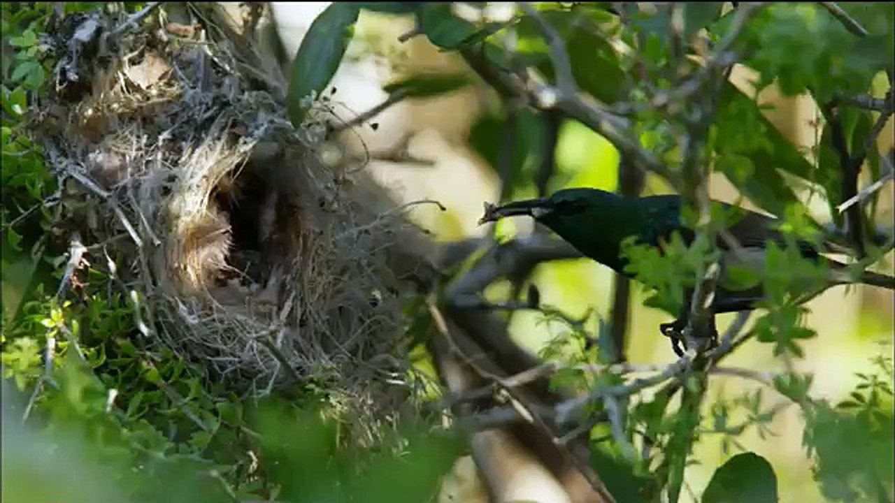 Animal Homes: The Nest