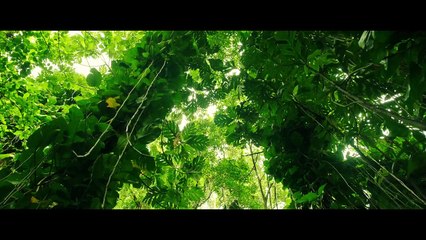 Minuscule : Mandibles from Far Away - First international Trailer