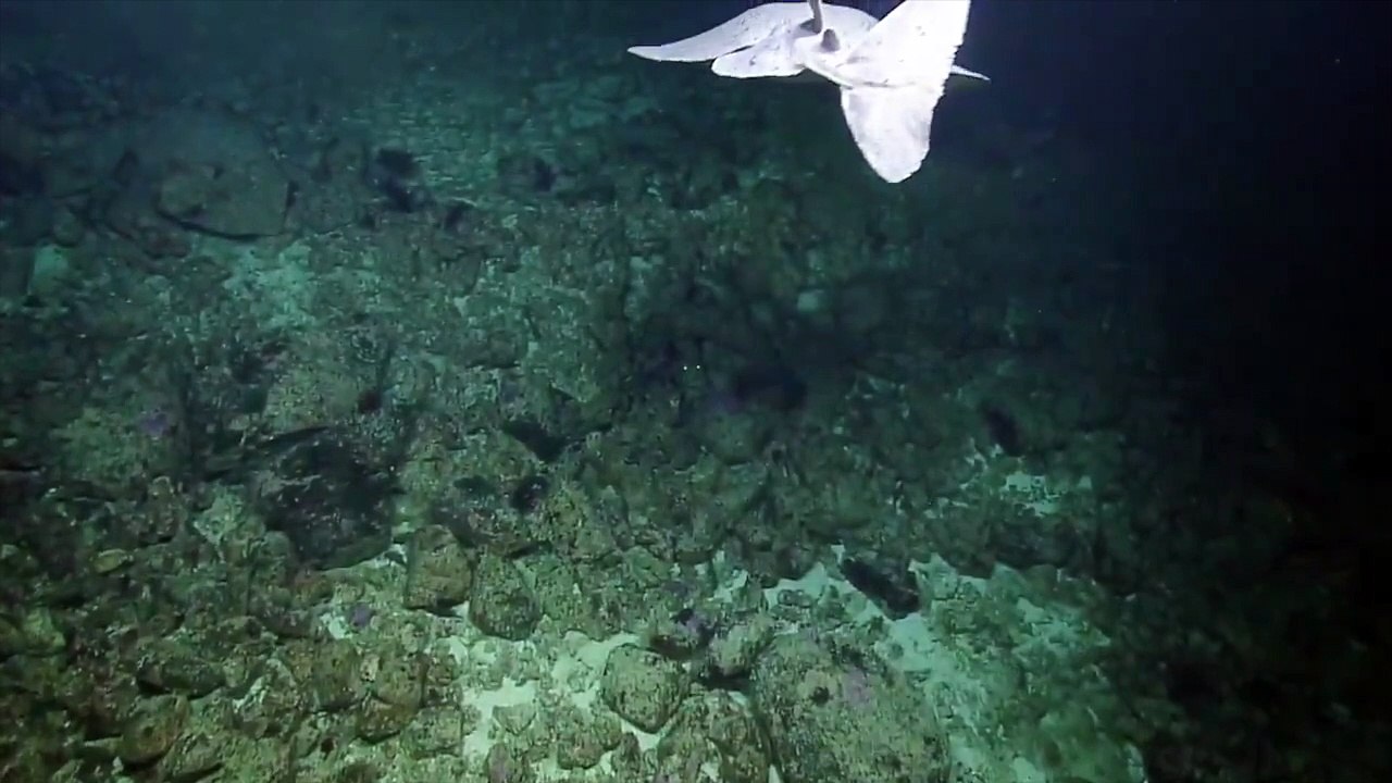 DeepSea Crew Spots PancakeShaped Ray That Uses Electric Current To Catch Prey video Dailymotion