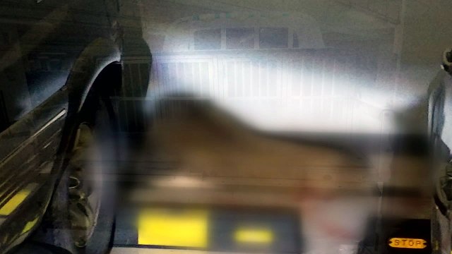 부산 아파트 주차장 멧돼지 3마리 출몰...1마리 사살 / YTN