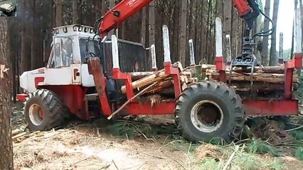 Télécharger la video: Modern Dangerous Chainsaw Huge Tree Felling Cutting Down Felling Wedge Skills Transportation(1)