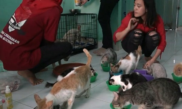 Inilah Para Pahlawan Penyelamat Kucing-Kucing Liar