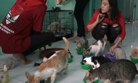 Inilah Para Pahlawan Penyelamat Kucing-Kucing Liar