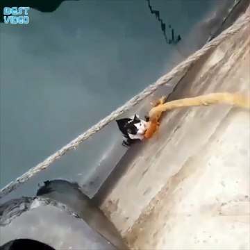 Спасение котенка