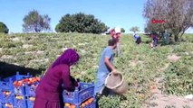 Muğla Güz Domatesi Yüz Güldürmedi