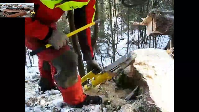 Dangerous Large Work Cutting Down Big Tree with Chainsaws - Skills Fastest Tree Felling(1)