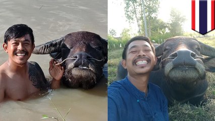 Download Video: Foto viral petani Thailand dengan kerbaunya - TomoNews