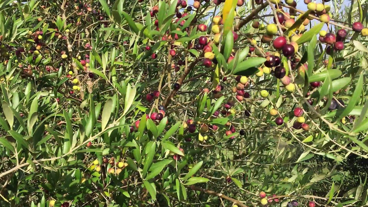 As oliveiras carregadas de azeitonas, é Portugal- Lá Vai Maria!