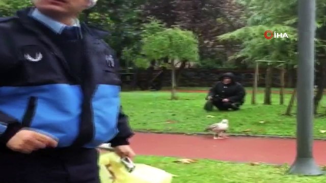 - Esenyurt'ta yaralı martının imdadına zabıta ekipleri yetişti