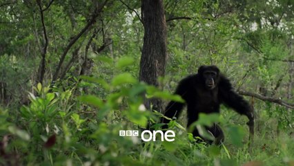 Dynasties: Trailer | New David Attenborough Series - BBC