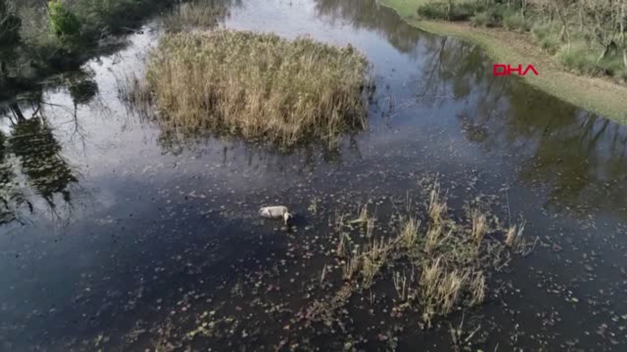 Bursa Karacabey Longozu'nda Görsel Şölen