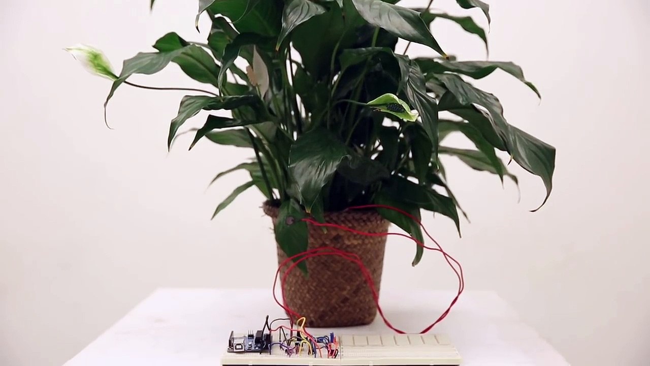 Plant Sounds